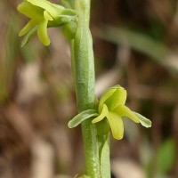 Peristylus spiralis A.Rich.